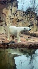 Polar Bear Appears to be Dancing