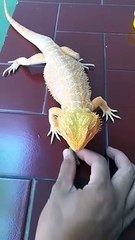 Bearded Dragon