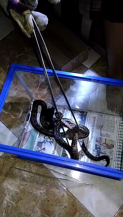 Python Snake Harvest Video Dailymotion