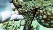 Wild Octopus Makes Friends With Diver