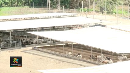 tn7-oij-allano-propiedad-llena-de-ganado-220222