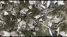Siccità e canali senz'acqua: moria di pesci nel parco di Villa Margherita