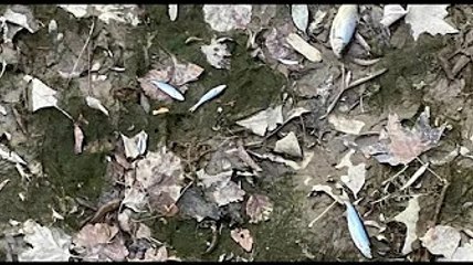 Siccità e canali senz'acqua: moria di pesci nel parco di Villa Margherita