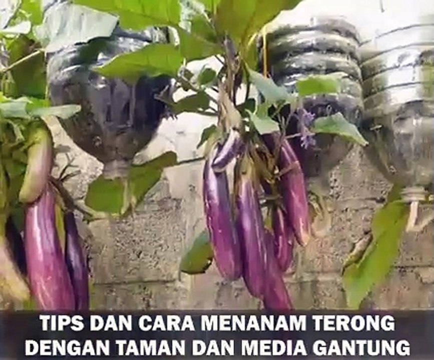 how to grow purple eggplant in the yard