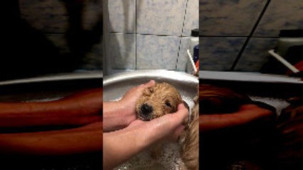 Precious Puppy Takes Her First Bath