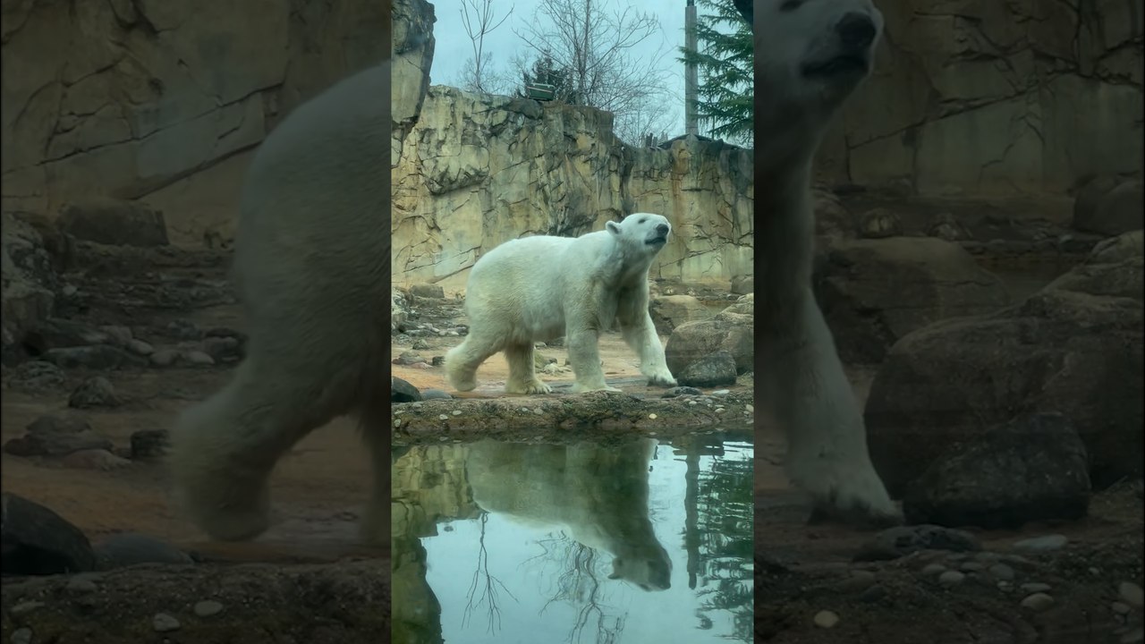 Polar Bear Appears to be Dancing