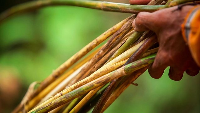 Rattan is a staple in wicker furniture. Here's why it can cost hundreds, even thousands, of dollars.