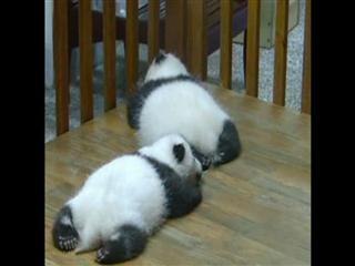 Giant pandas and cubs become attracting super stars in China's National Day holidays