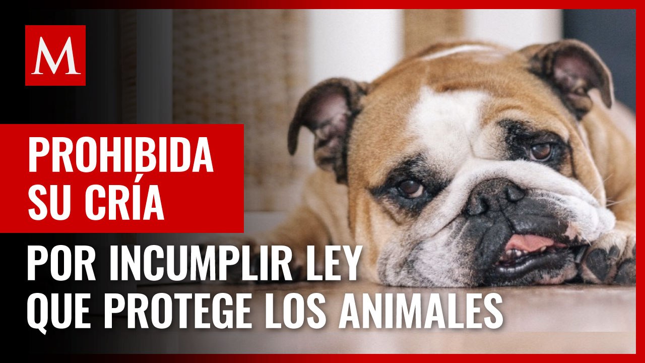 Noruega prohíbe cría del bulldog inglés y el Cavalier King Charles Spaniel por incumplir ley