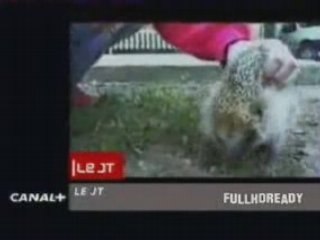 hérisson piégé par babylone