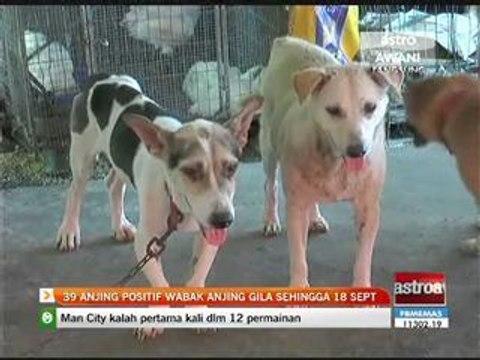 39 anjing positif wabak anjing gila sehingga 18 September