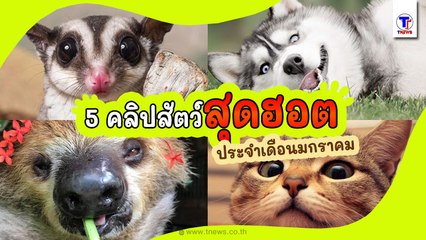 5 อันดับคลิปฮอทฮิตสุดปัง Petพาเพลิน ประจำเดือนมกราคม 2565