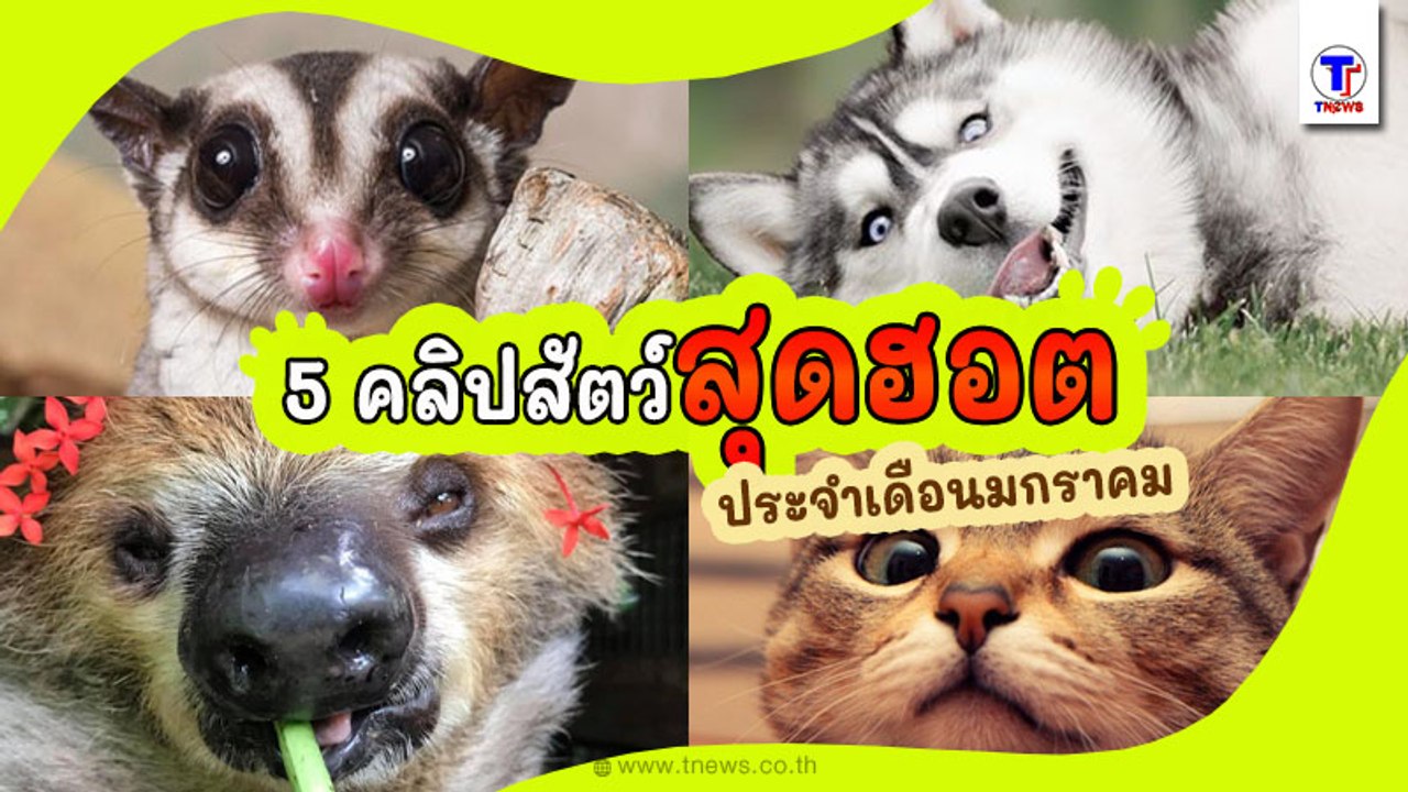 5 อันดับคลิปฮอทฮิตสุดปัง Petพาเพลิน ประจำเดือนม...
