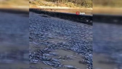 Binlerce ölü balık sahile vurdu