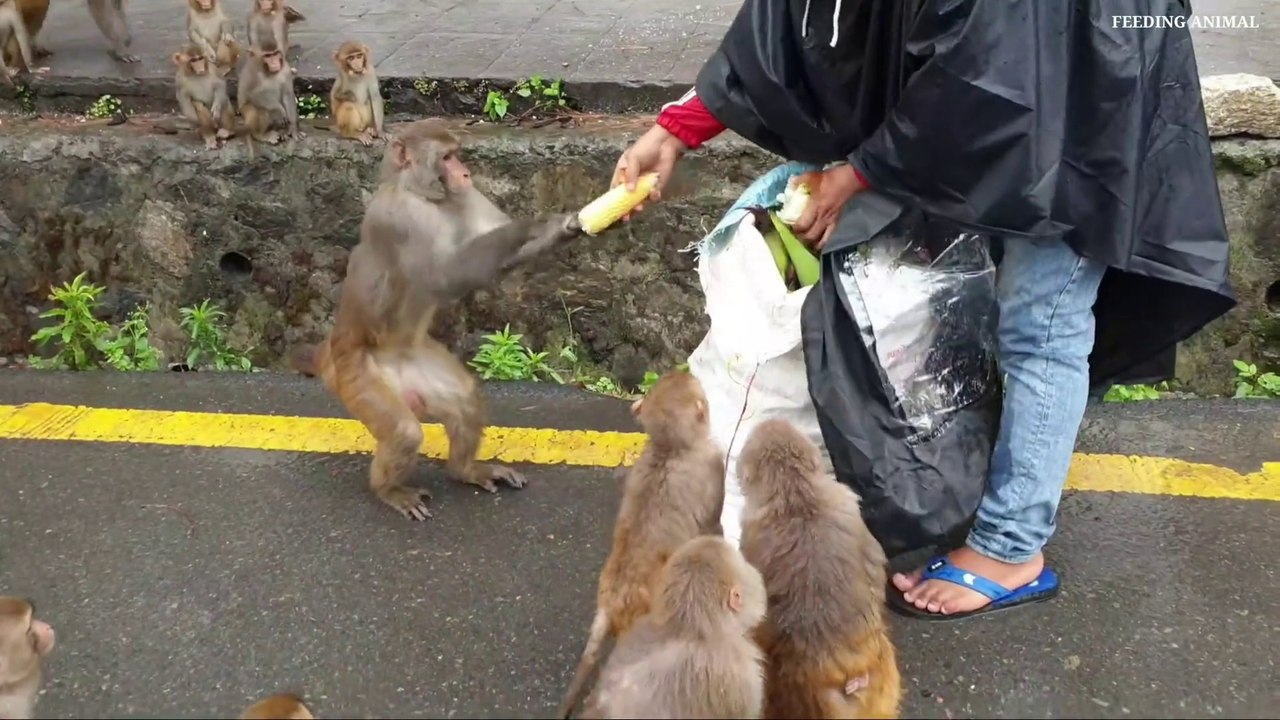 feeding green maize __ monkey like to eat green maize __ feeding street dog and _Full-HD