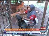 Mak Intan habiskan 24 jam untuk jaga anjing jalanan
