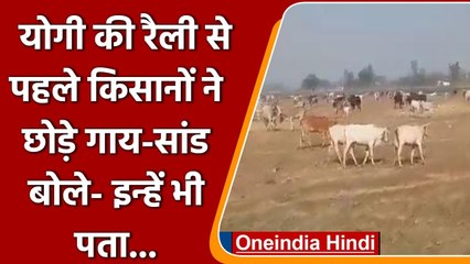 UP Election 2022: CM Yogi की Barabanki रैली से पहले किसानों ने छोड़े गाय-सांड ! | वनइंडिया हिंदी