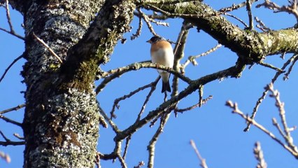 Pinson du Nord filmé en bretagne , espèce d'oiseaux appartenant à la famille des Fringillidae .
