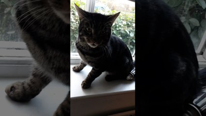 Uninvited Cat Refuses to Leave