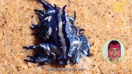 Dragón azul, el diminuto molusco de las playas que puede ser mortal