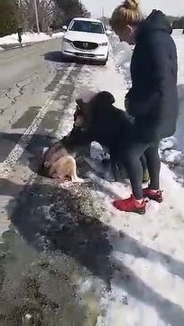 Retrouvailles maitre et son chien husky à Mercier