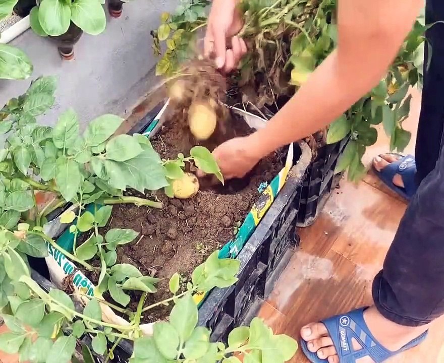 big potato cultivation tips