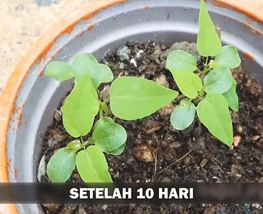 papaya planting tricks