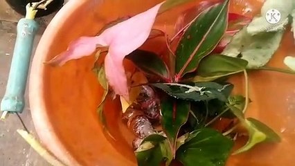 beli tanaman hias di shopee