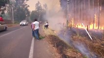 Más de medio centenar de incendios forestales se mantienen activos en Chile