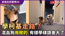 這是在嘲笑人家腿短嗎？混血狗用爬的走路 在柯基旁邊嘲諷滿點