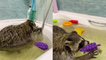 'Raccoon chases after a toy egg while swimming in bathtub *UNLUCKY*'