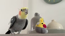 'Melodious cockatiel sings for his crocheted twin buddy *PEAK CUTENESS*'