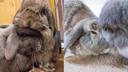 ''Lovebuns all day!' Cute house bunnies can't stop rubbing their chins on each other '