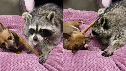 'Raccoon and dog show each other some tough love '