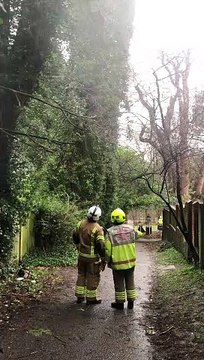 80-foot tree felled after putting Haywards Heath garden in danger