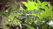 Meriam Bellina - Symphoni Yang Sendu (Official Lyric Video)