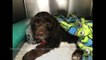 Puppy left paralysed and unable to bark makes miracle recovery after Solihull vets teach him how to WALK and WAG his tail