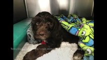 Puppy left paralysed and unable to bark makes miracle recovery after Solihull vets teach him how to WALK and WAG his tail