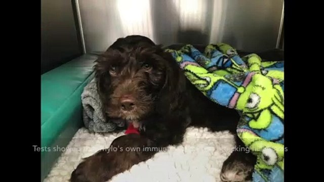 Puppy left paralysed and unable to bark makes miracle recovery after Solihull vets teach him how to WALK and WAG his tail