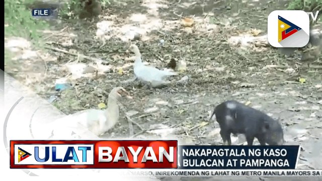 Dep't of Agriculture, nakapagtala ng kaso ng Avian Influenza sa Bulacan at Pampanga; Culling at proper disposal ng mga apektadong itik at pugo, agad isinagawa