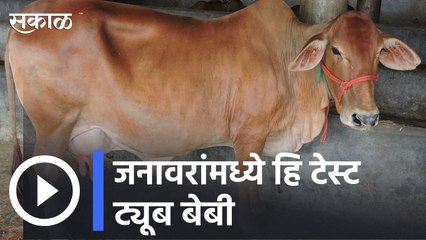 In vitro Fertilzation In Animlas | जनावरांमध्ये हि टेस्ट ट्यूब  बेबी  | Sakal |