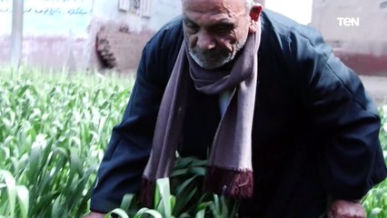 سعر القمح هيتأثر بالأزمة بين روسيا وأوكرانيا.. شوف جهود وزارة الزراعة والمزارعين لتفادي الأزمة