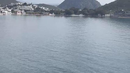 Bodrum'da koyda sürü halinde dolaşan yunuslar vatandaşlarca görüntülendi