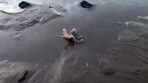 Joshua Pedley ( @MyWildlifePosts) posted this video of the New Quay Octopus on Twitter