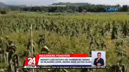 Mahigit 5,000 ektarya ng taniman ng tabako sa hilagang Luzon, nasira dahil sa pag-ulan | 24 Oras