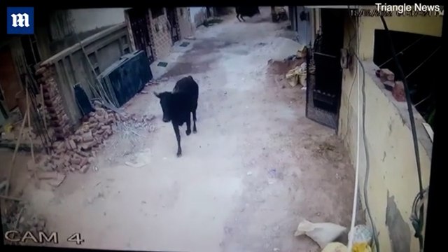 Evlerine giren boğa karşısında ne yapacaklarını şaşırdılar