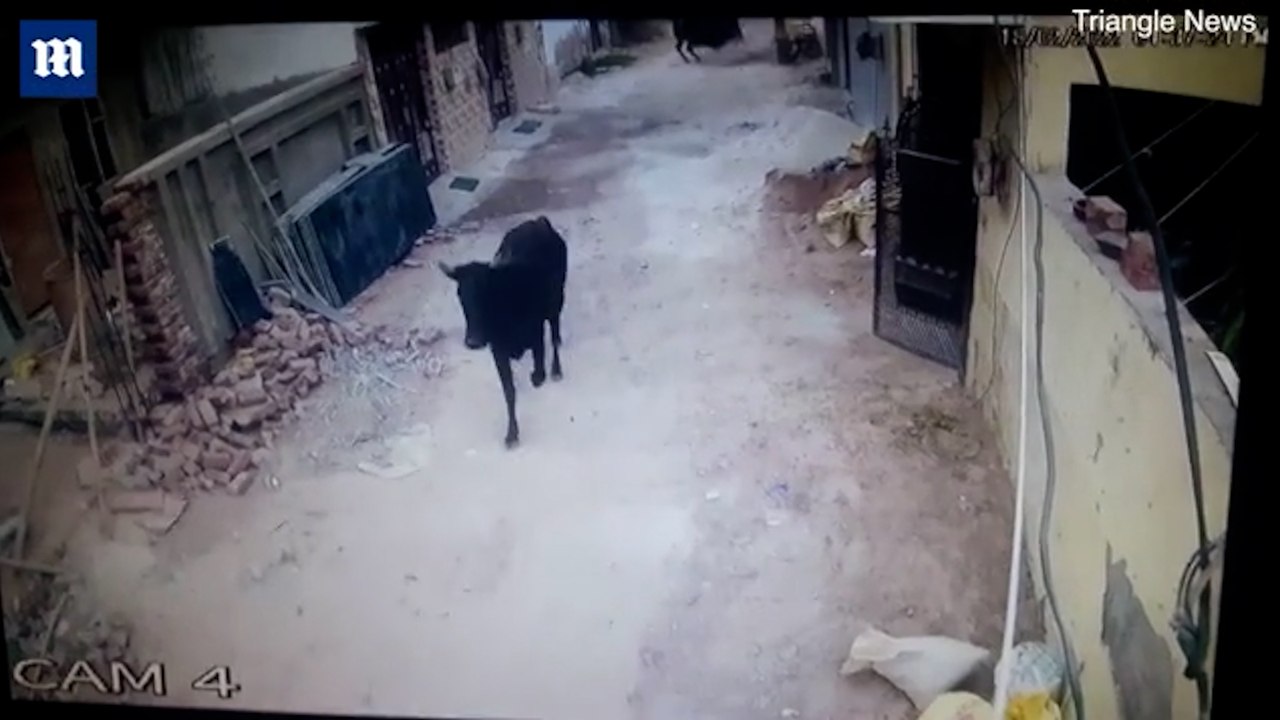 Evlerine giren boğa karşısında ne yapacaklarını şaşırdılar