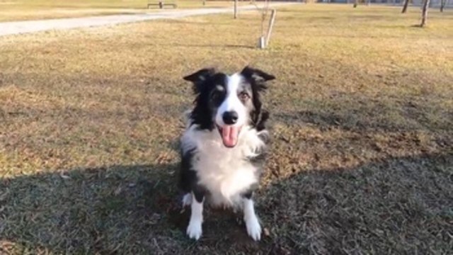 Perros que no entienden húngaro o cómo probar que pueden distinguir idiomas