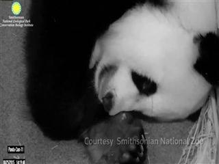 Mama panda prefers bigger twin cub