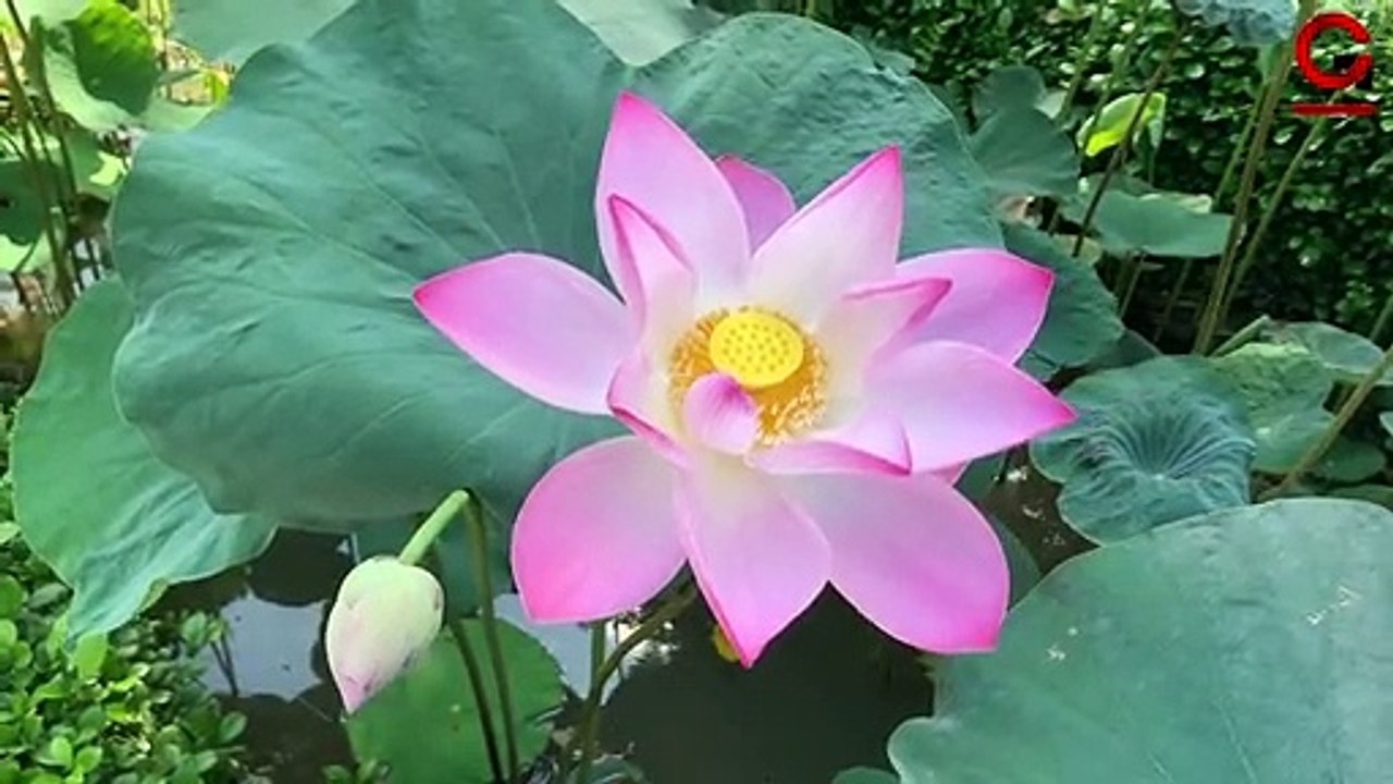 টবে জল পদ্ম গাছের টিউবার প্রতিস্থাপন _ Lotus tubers planting